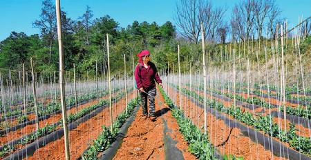 近年來，波衣村以市場為導(dǎo)向，充分利用烤煙采烤后的農(nóng)閑地，積極調(diào)整種植結(jié)構(gòu)，引導(dǎo)群眾種植豌豆增加收入。