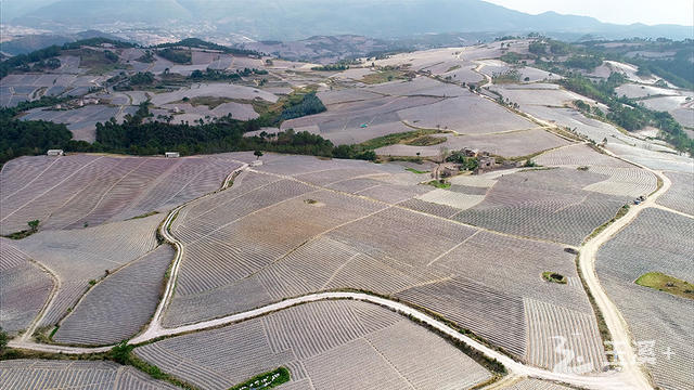 雨來(lái)救村大面積種植山地烤煙.jpg