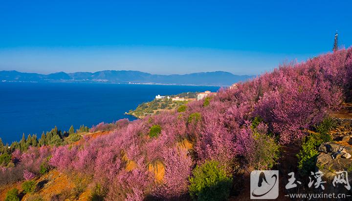 東岸櫻花盼亮撫仙湖