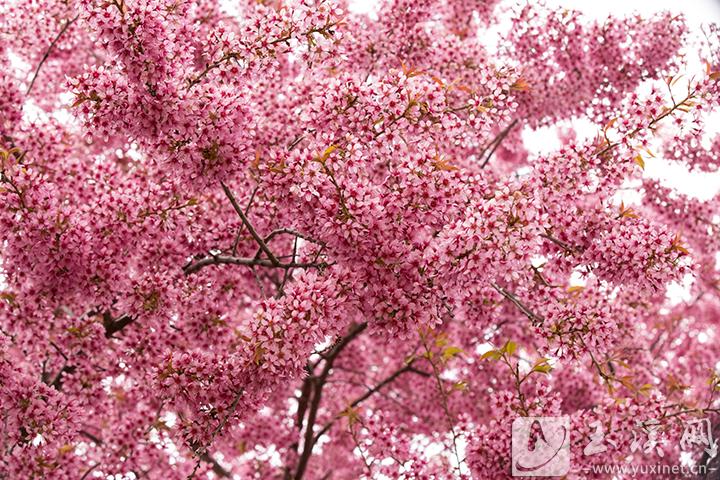 冬櫻花粉了