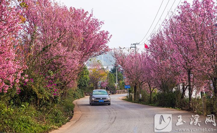 鄉(xiāng)村道路櫻花美