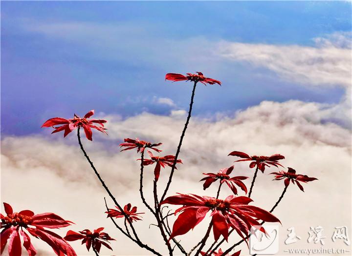 云中“花”開。 施永強(qiáng) 攝