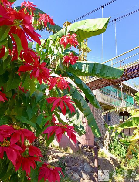 紅花綠葉村居。 施永強(qiáng) 攝