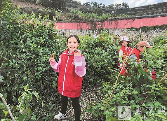 采摘紅果參。
