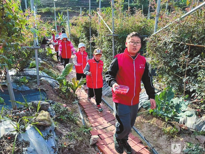 采摘奶油黃泡。