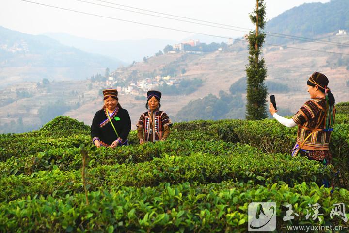 哈尼族婦女在豬街茶園內(nèi)拍照留影。
