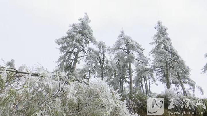 梁王山霧凇    拍攝者楊沛承1