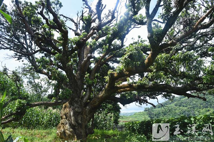 1200多年樹齡的荔枝樹高16.2米。攝于2021年9月5日。