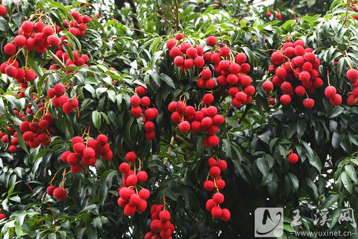 這個(gè)品種的荔枝別名丹荔、火山荔，色澤紅艷，口味香甜微酸。