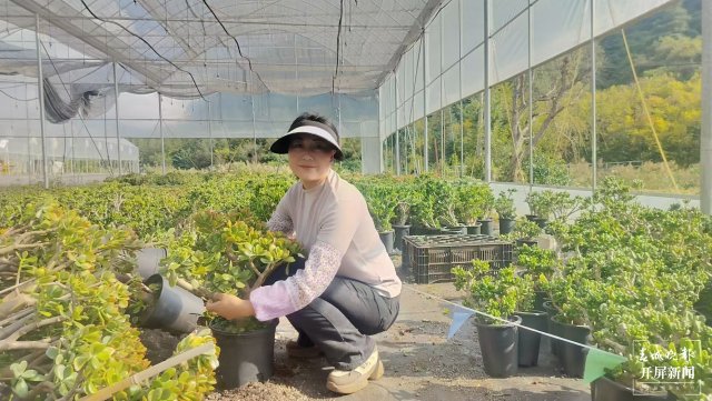 賈鵝在基地管護多肉植物1。.jpg