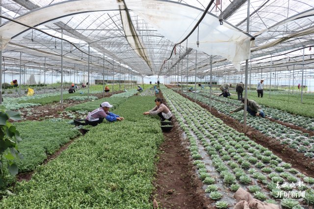 多肉種植基地為村民提供了務(wù)工機會。.JPG