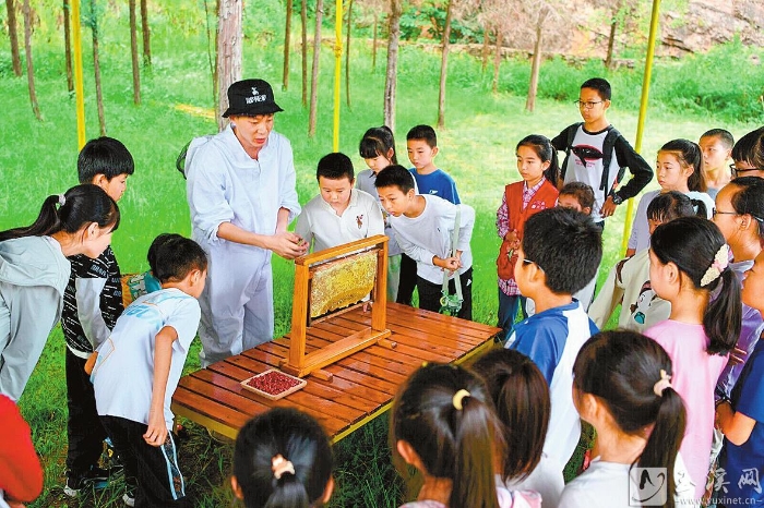 觀看工作人員切蜂蜜。