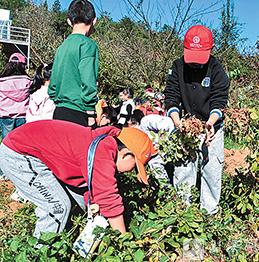 干勁十足拔花生。