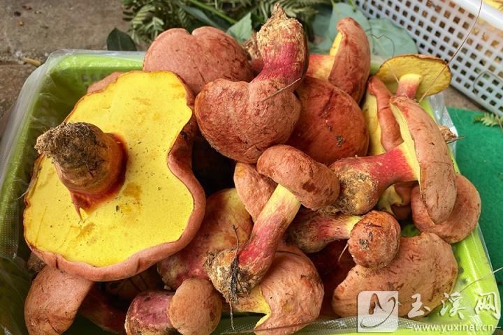 美味牛肝菌。（資料圖）