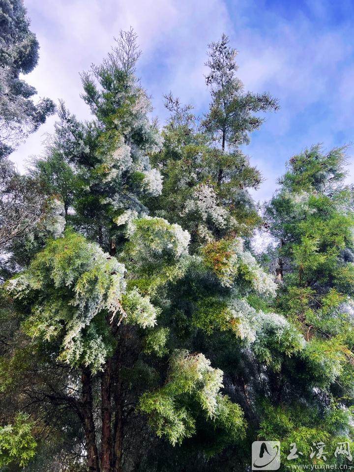 雪柏一夜白頭。 本報記者 蔣燕 攝