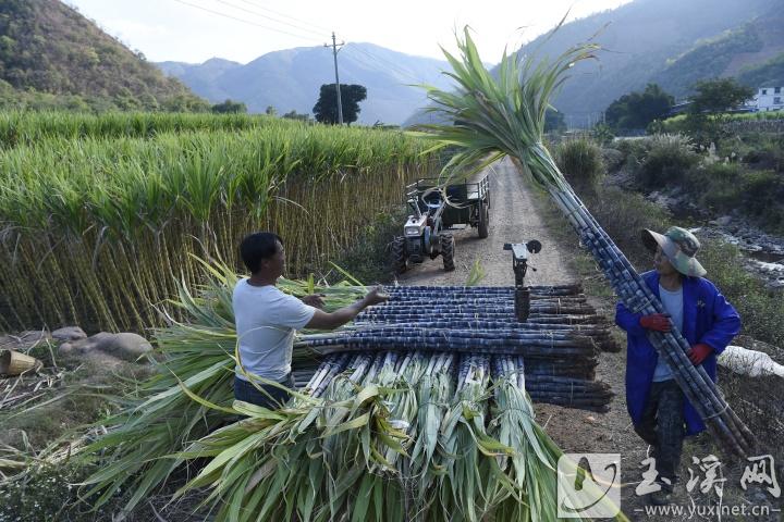 新平縣漠沙鎮(zhèn)峨德村，來自普洱市墨江縣的收購商給甘蔗稱重（攝于2023年1月19日，農(nóng)歷臘月二十八）。