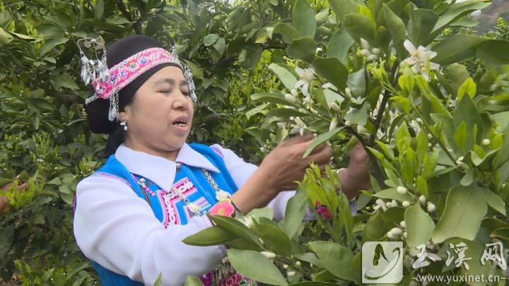 李瓊芬在橘園里勞動時唱五山腔。