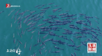 玉溪你好丨撫仙湖再現(xiàn)“青魚陣”奇觀