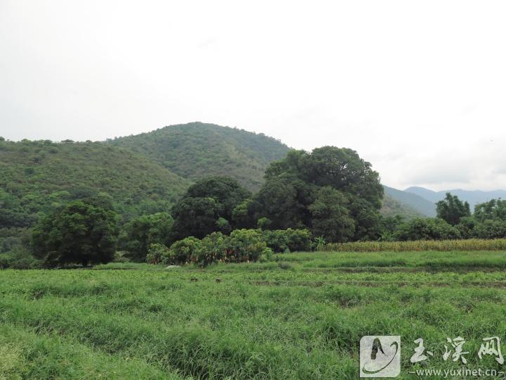 元江者嘎一角。