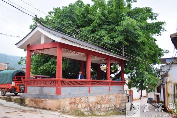 村中的文化長廊和古樹。