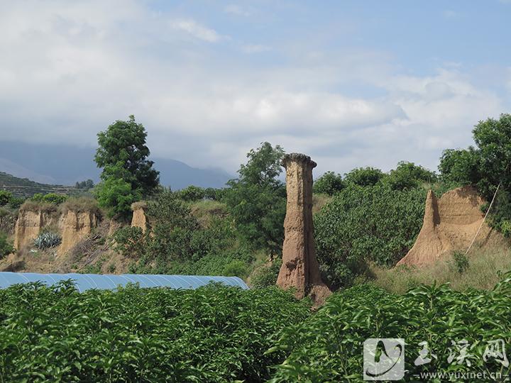 土林與植被交融在一起。