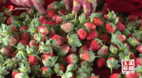 草莓熟辣椒紅 處處好“豐”景