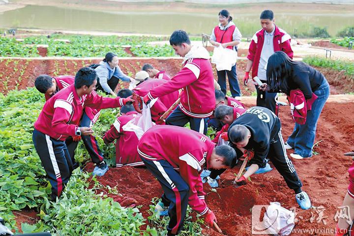 熱火朝天挖紅薯。
